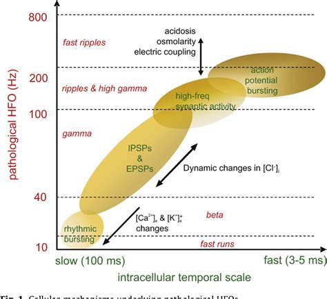best hfo file|Mechanisms of physiological and epileptic HFO generation.